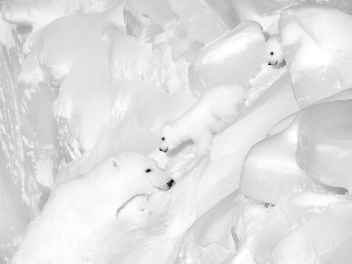 Photographie d'ours polaires en noir et blanc, petits oursons avec leur mère.